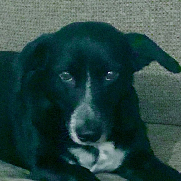 Meet your Posher, Amelia - Picture 1 of 1